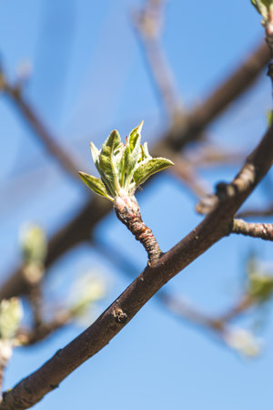 Trees sprout new leaves in spring. Sunny day in April