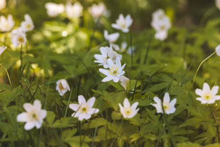 Wood anemone. Forest flower. Close-up of the plant. Blurred background. Sunny day in Aprilの写真素材