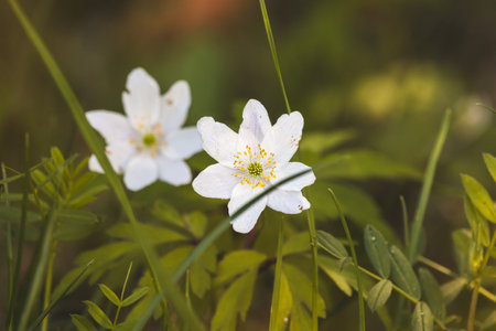 Wood anemone. Forest flower. Close-up of the plant. Blurred background. Sunny day in Aprilの写真素材
