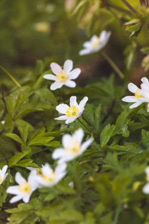 Wood anemone. Forest flower. Close-up of the plant. Blurred background. Sunny day in Aprilの写真素材