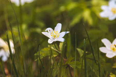 Wood anemone. Forest flower. Close-up of the plant. Blurred background. Sunny day in Aprilの写真素材