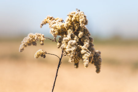 Field plants on a sunny April day. Landscape in the countryside.の写真素材