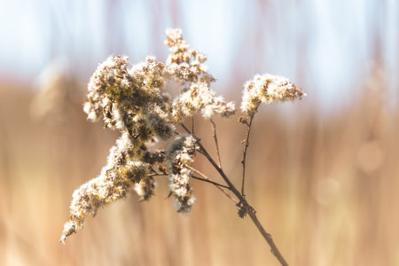 Field plants on a sunny April day. Landscape in the countryside.