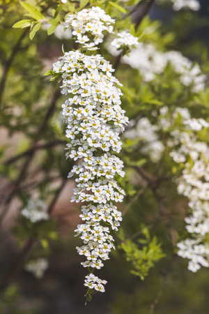 Thunberg's spirea. Ornamental shrub with tiny white flowers on a blurred background. Close-up of the...