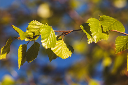 Leaves on a blurred background on a sunny May day in the countryside.の写真素材