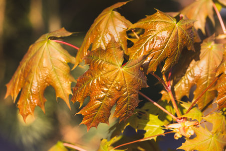 Leaves on a blurred background on a sunny May day in the countryside.