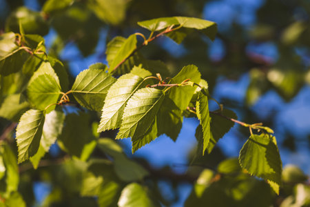 Leaves on a blurred background on a sunny May day in the countryside.の写真素材