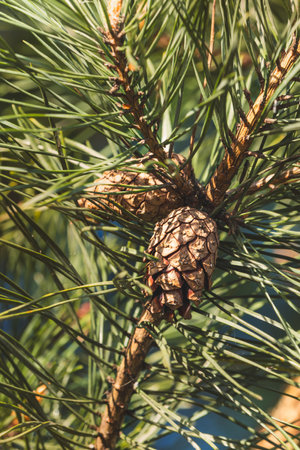 Close-up of coniferous tree branches against a blurred background.の写真素材