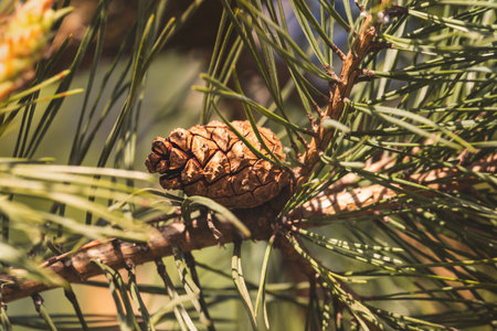 Close-up of coniferous tree branches against a blurred background.の写真素材