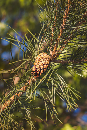 Close-up of coniferous tree branches against a blurred background.の写真素材