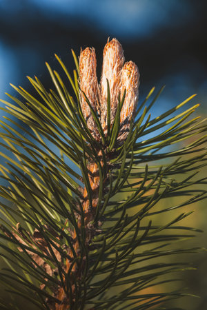 Close-up of coniferous tree branches against a blurred background.の写真素材