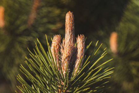 Close-up of coniferous tree branches against a blurred background.