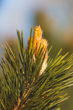 Close-up of coniferous tree branches against a blurred background.