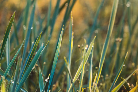 Morning Dev. Close-up of plants. Sunny May morning.