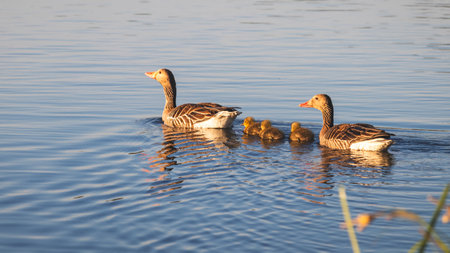 Ducks on the lake. Sunny day in Mayの写真素材
