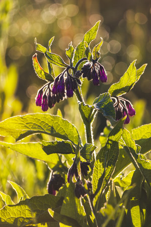 Morning. Close-up of plants. Sunny May.の写真素材