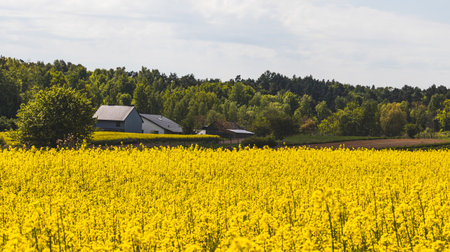 Yellow rapeseed fields. Sunny May day in the countryside.の写真素材