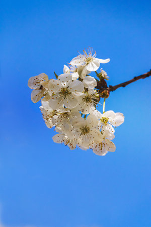 Fruit tree. Close-up of tiny flowers. Blurred background. Sunny April day.