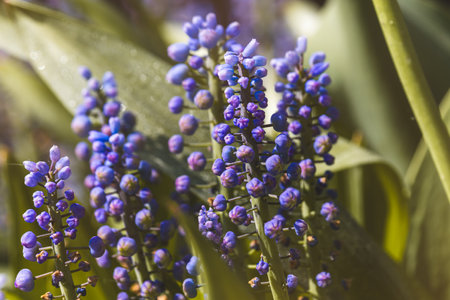 Spring flowers on a blurred background on a sunny May day. Close-up of a plant.