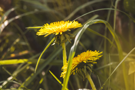 Field plants on a sunny May day. Landscape in the countryside.