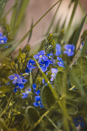 Field plants on a sunny May day. Landscape in the countryside.