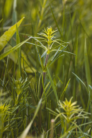Field plants on a sunny May day. Landscape in the countryside.