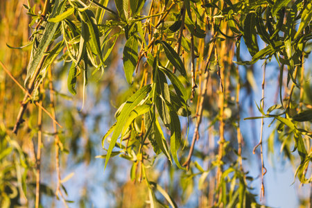 Leaves on a blurred background on a sunny May day in the countryside. Close-up of a plant.