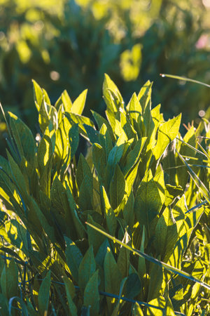 Field plants on a blurred background on a sunny May morning by the lake. Close-up of a plant.の写真素材