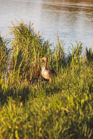Ducks on a sunny May morning by the lake.