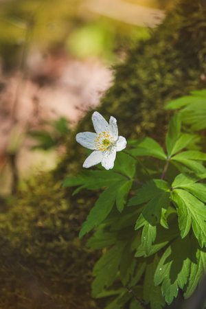 Wood anemone. Forest flower. Close-up of the plant. Blurred background. Sunny day in Aprilの写真素材