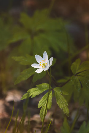 Wood anemone. Forest flower. Close-up of the plant. Blurred background. Sunny day in Aprilの写真素材