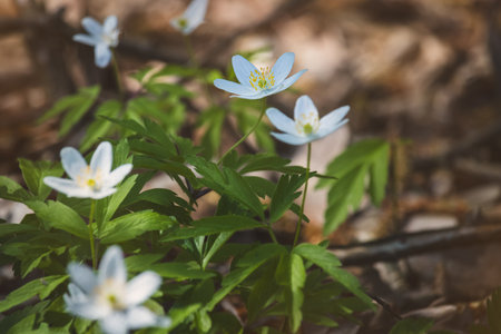 Wood anemone. Forest flower. Close-up of the plant. Blurred background. Sunny day in Aprilの写真素材