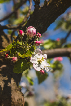 Spring flowers on a fruit tree on a sunny May day. Close-up of the plant. Blurred background.の写真素材