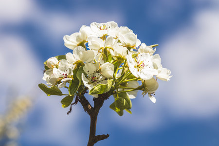 Spring flowers on a fruit tree on a sunny May day. Close-up of the plant. Blurred background.