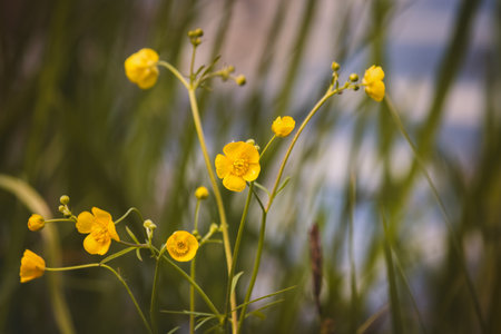 Field plants on a sunny May day. Countryside landscape.の写真素材