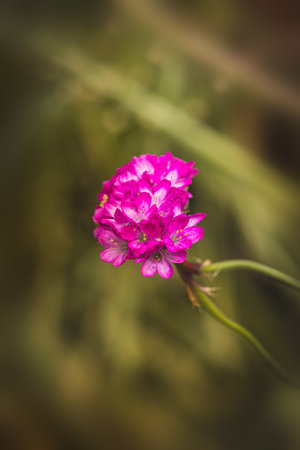 Spring flowers on a sunny May day. Blurred background, close-up of a flower.の写真素材