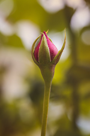 Spring flowers on a sunny May day. Blurred background, close-up of a flower.の写真素材