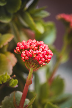 Spring flowers on a sunny May day. Blurred background, close-up of a flower.の写真素材