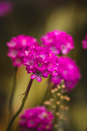 Spring flowers on a sunny May day. Blurred background, close-up of a flower.の写真素材