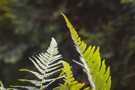 Green leaves on a blurred background on a sunny June day in the countryside. Blurred background,...