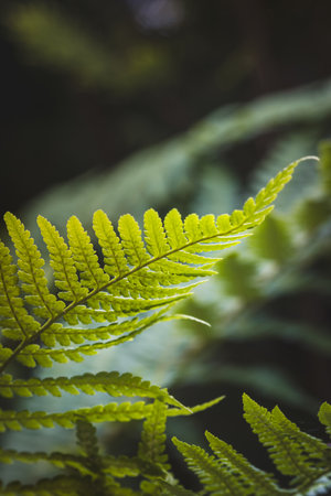 Green leaves on a blurred background on a sunny June day in the countryside. Blurred background,...