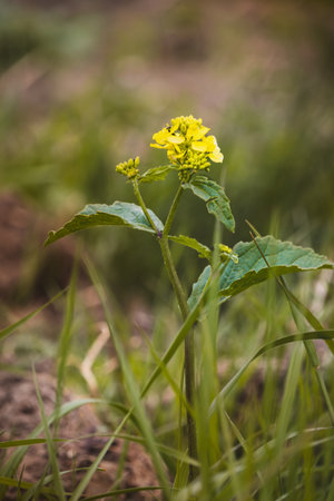 Field plants on a sunny day in June. Blurred background. Close-up of a plant.