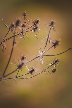 Field plants on a sunny day in June. Blurred background. Close-up of a plant.