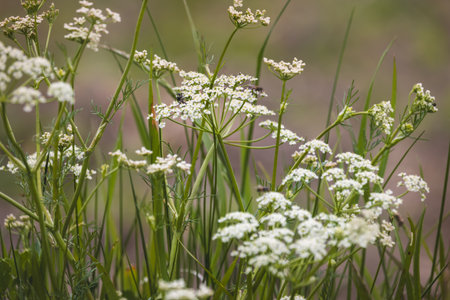 Field plants on a sunny day in June. Blurred background. Close-up of a plant.