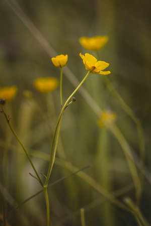 Field plants on a sunny June day. Landscape in the countryside.の写真素材