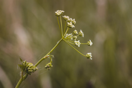 Field plants on a sunny June day. Landscape in the countryside.の写真素材