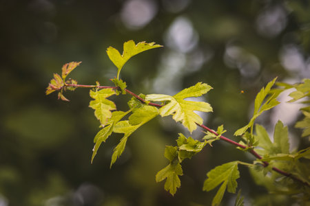 Green leaves on a blurred background on a sunny May day in the countryside.