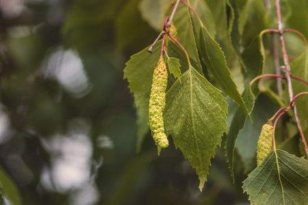 Green leaves on a blurred background on a sunny May day in the countryside.の写真素材