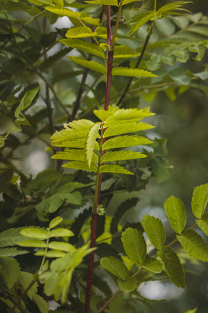 Green leaves on a blurred background on a sunny June day in the countryside.の写真素材