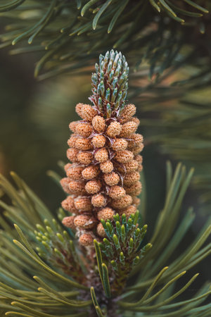 Coniferous tree branches with cones on a blurred background.の写真素材